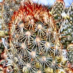 Cactus mammillaria elongata